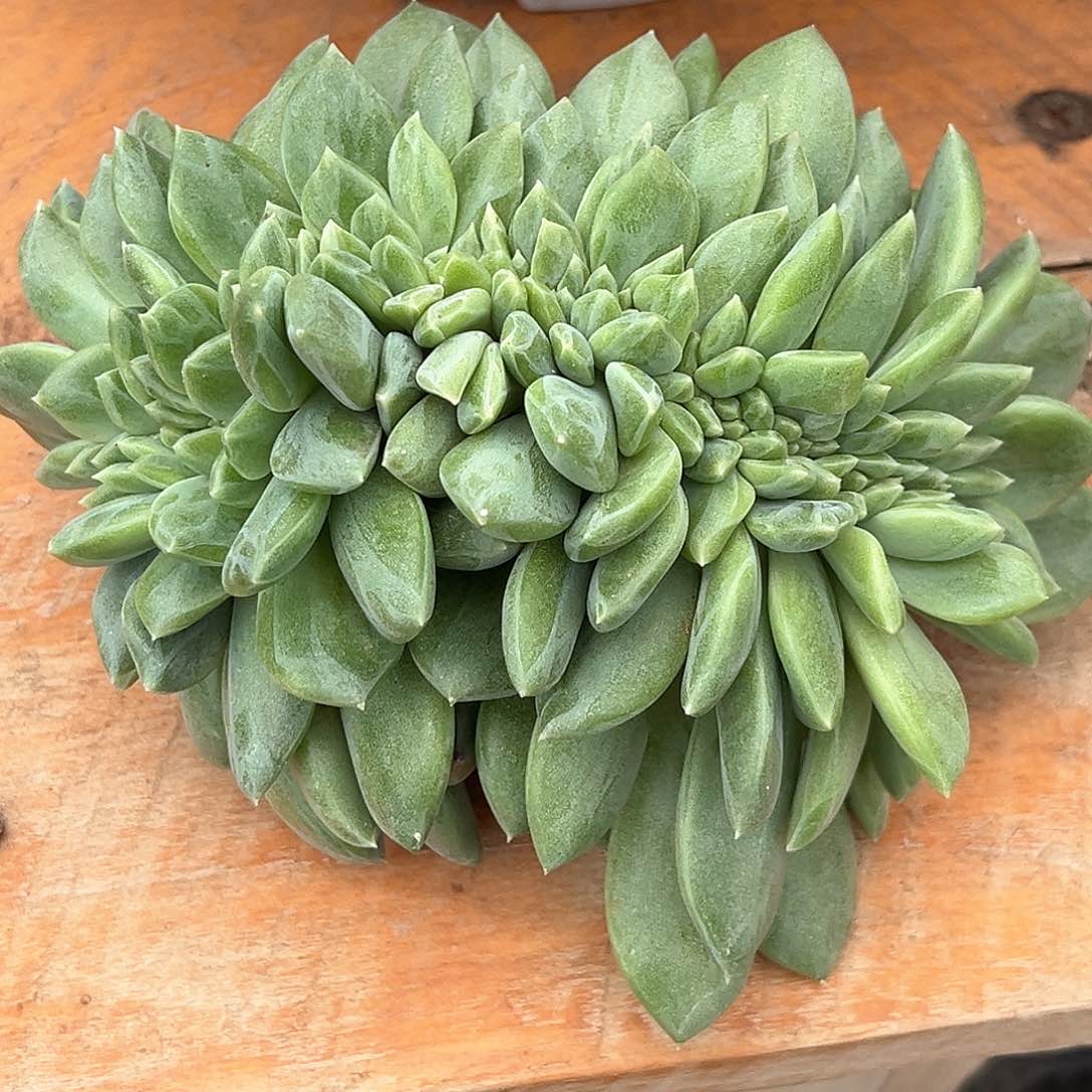 橘***༠程成多肉植物美人杂缀化