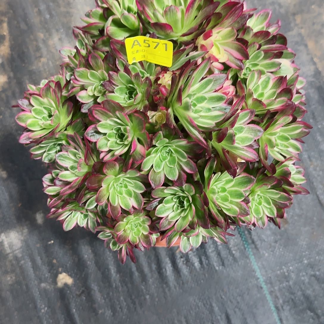 海王法师多肉植物571