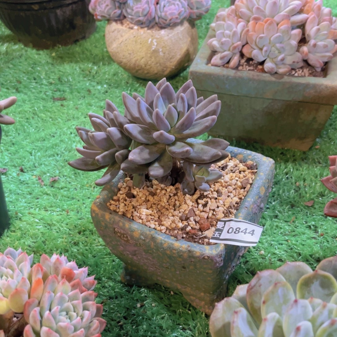 黑加仑多肉植物0844