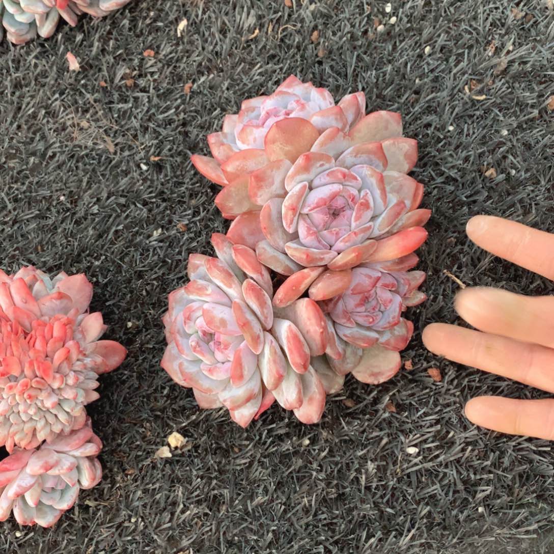 多肉植物多肉植物