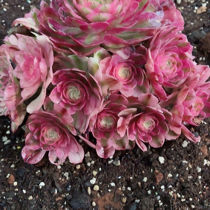 多肉植物倾城0959