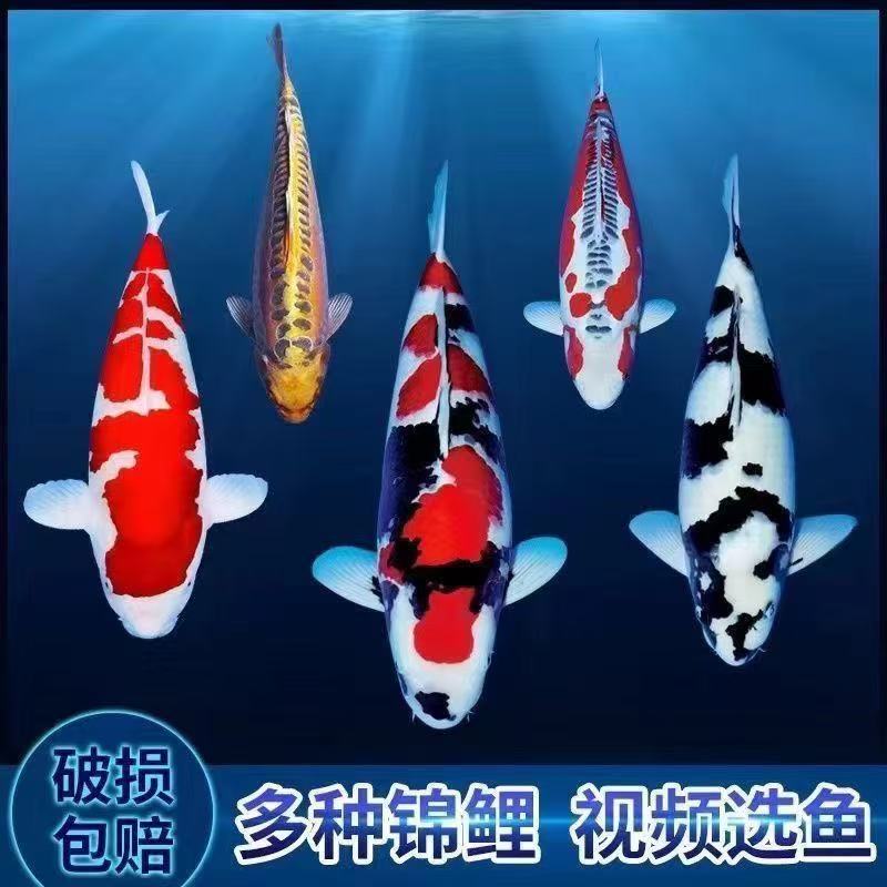 观赏鱼纯种红白观赏锦鲤广温土塘养殖耐活好养