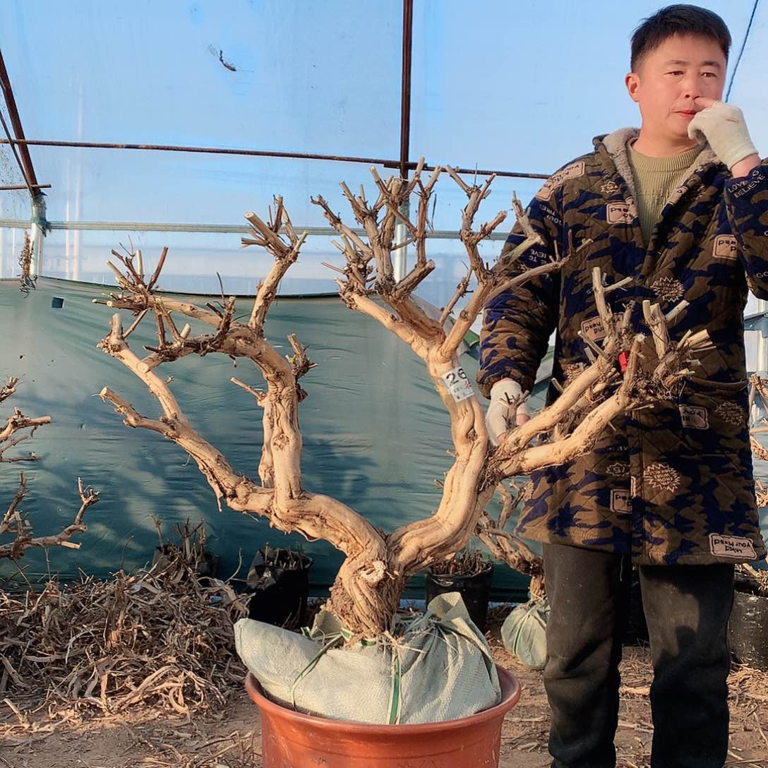 金银花00000000266