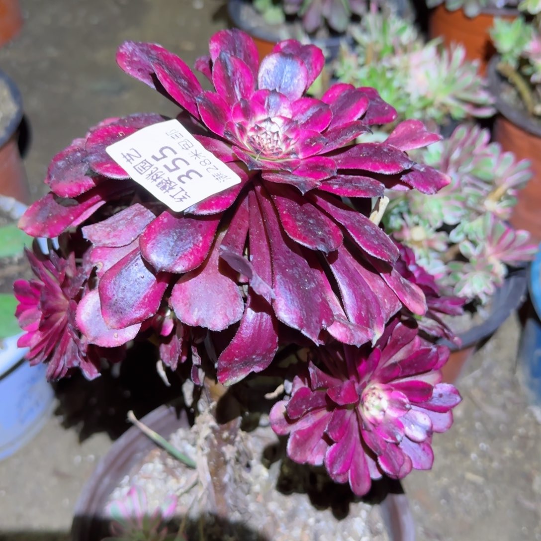 美姬法师多肉355