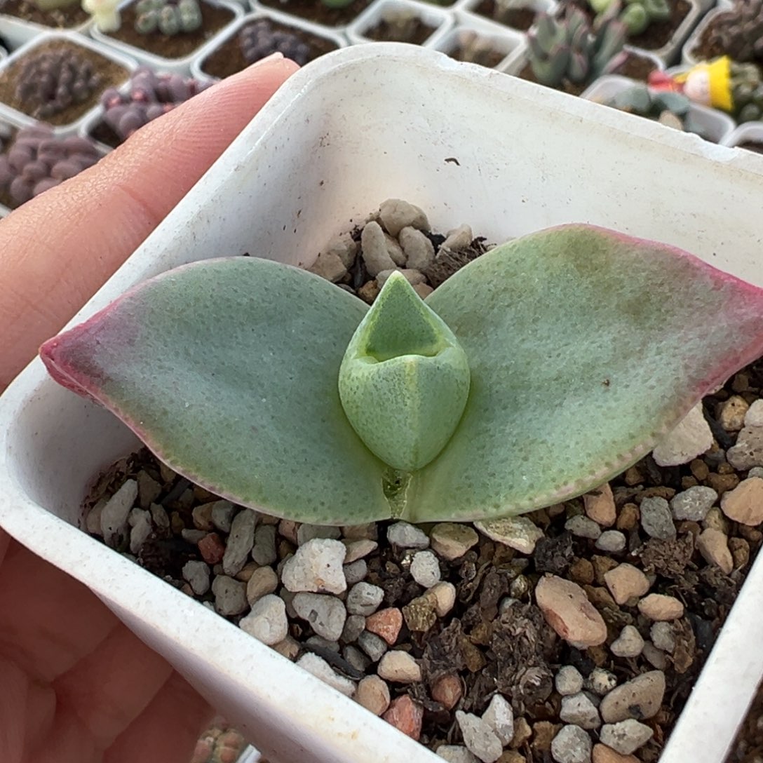 052多肉植物种类多样