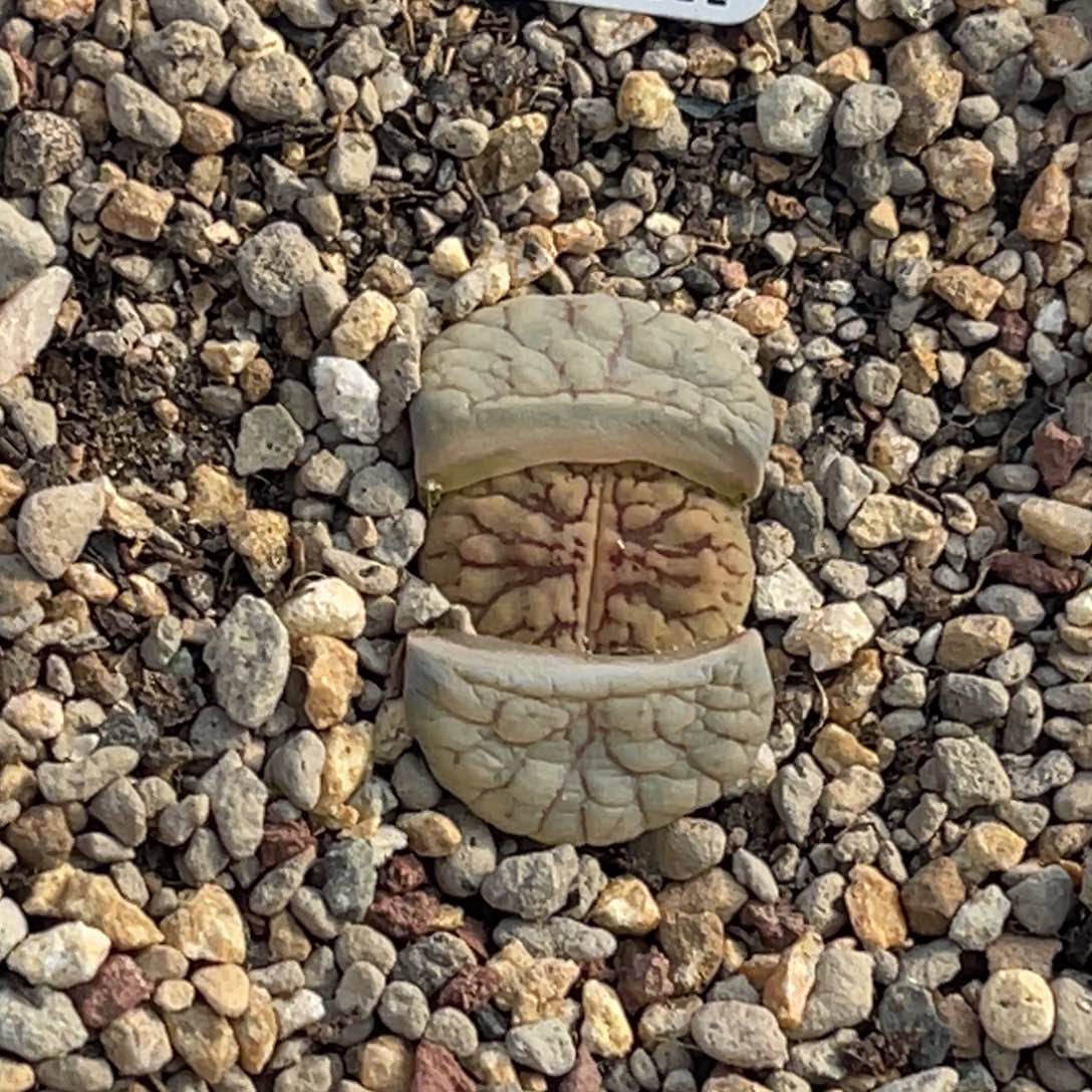 1384线招福1粗纹尺寸1.8