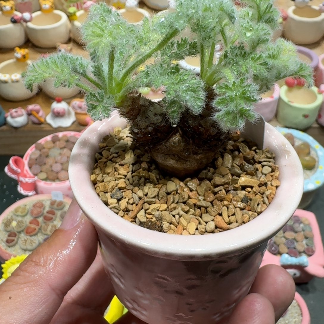 蘑菇1203雨叶洋葵脱土发