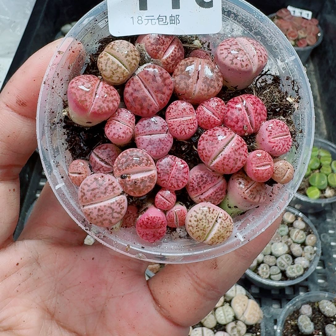 116多肉植物多肉植物