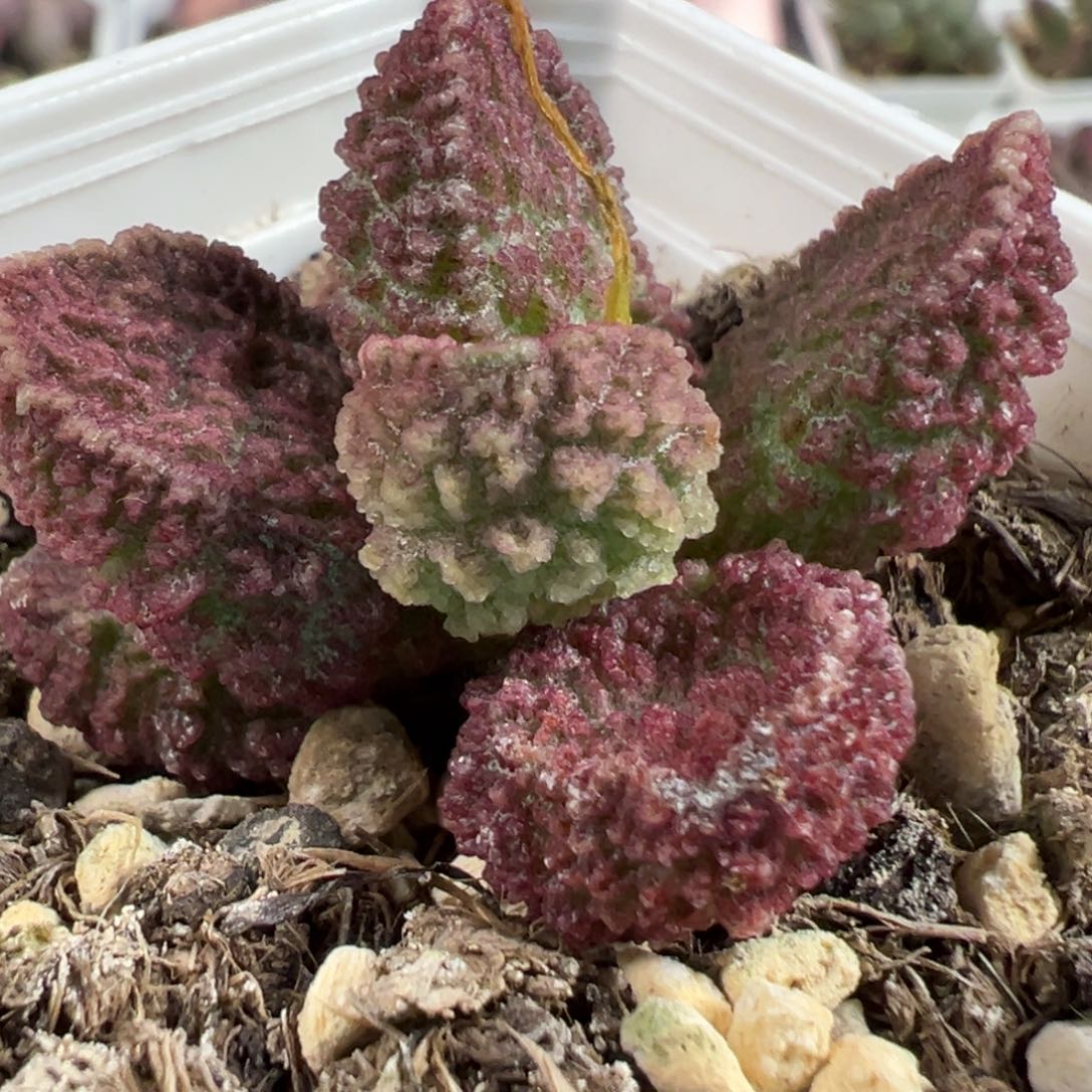 实生新品多肉植物水泡多肉植物水泡
