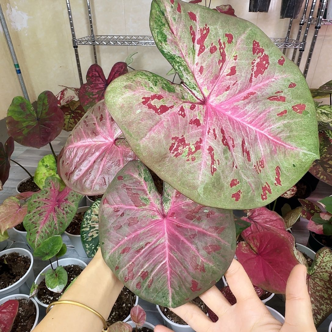 完全开放      74芭提雅