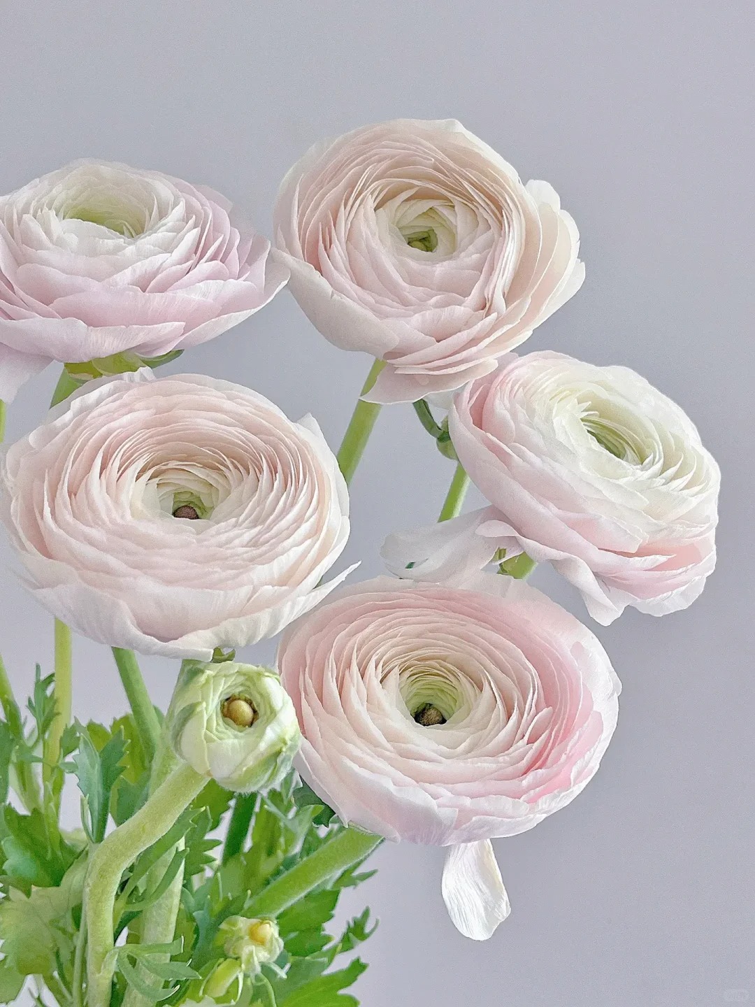 河内洋牡丹1束--及时醒花（实物以直播间展示为准）