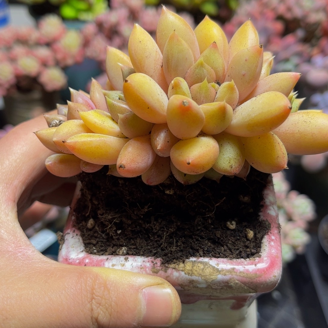 1361黄金象牙多多缀10厘米多肉