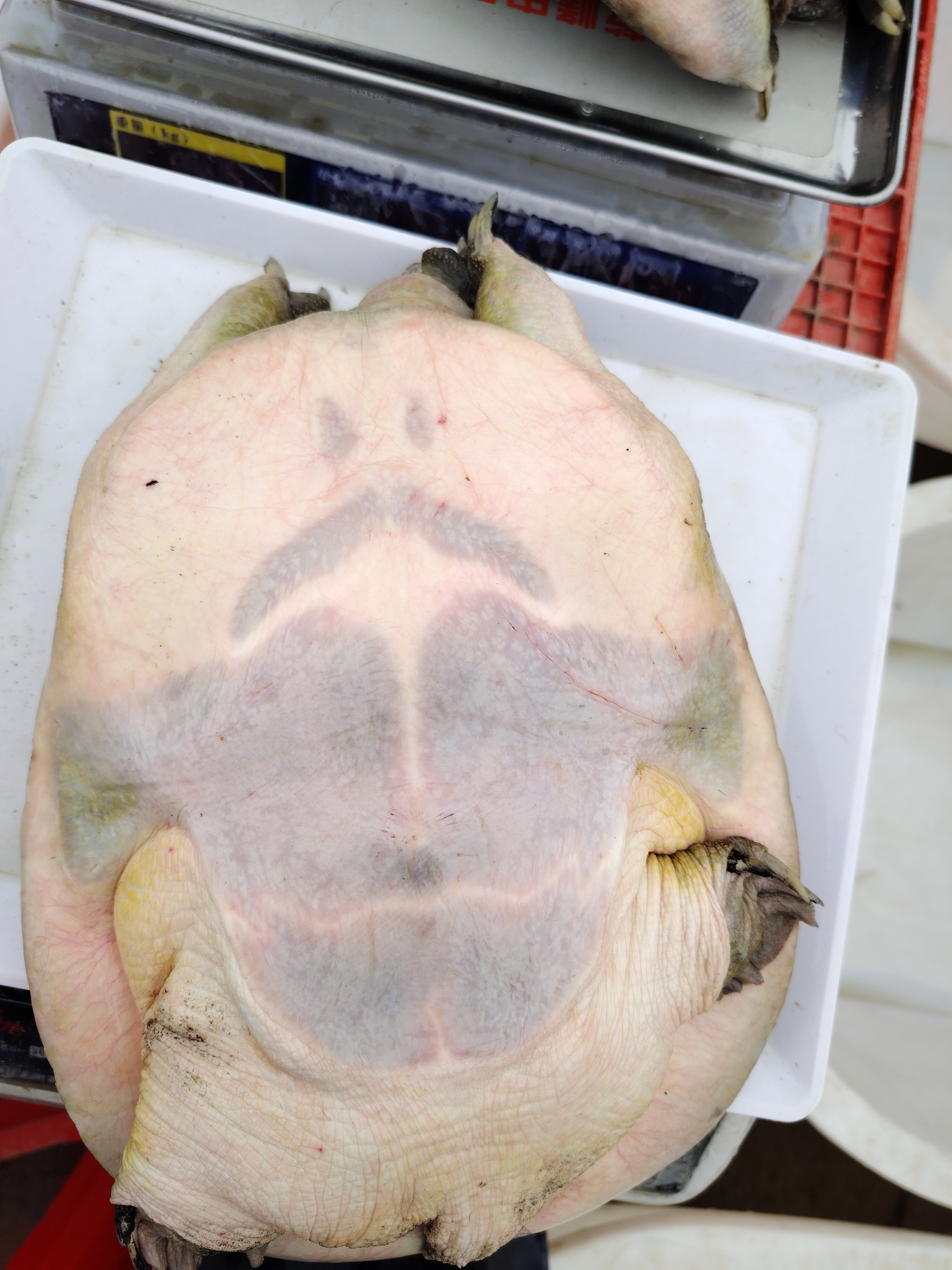 8年老甲鱼南丰老甲鱼老鳖老水鱼 老团鱼老脚鱼