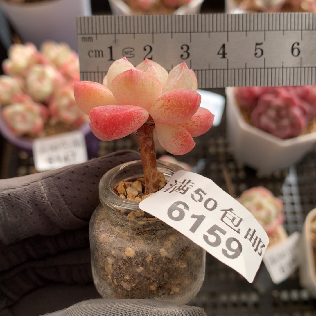 6159。玻璃瓶冰玉小腿。