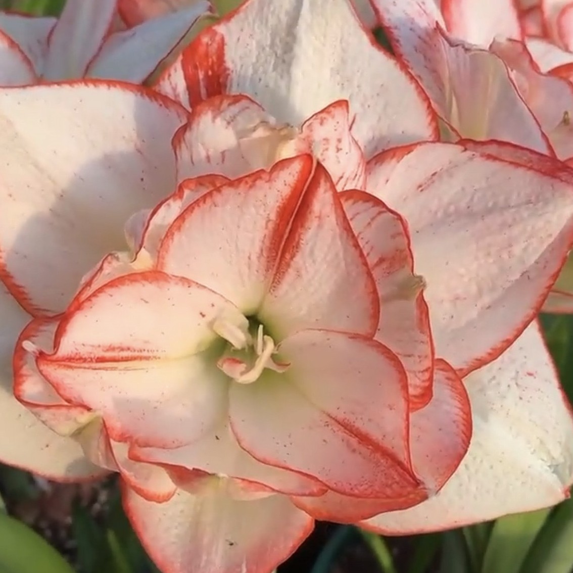 【北方姑娘】澳洲成熟重瓣朱顶红种球室内外盆栽花卉