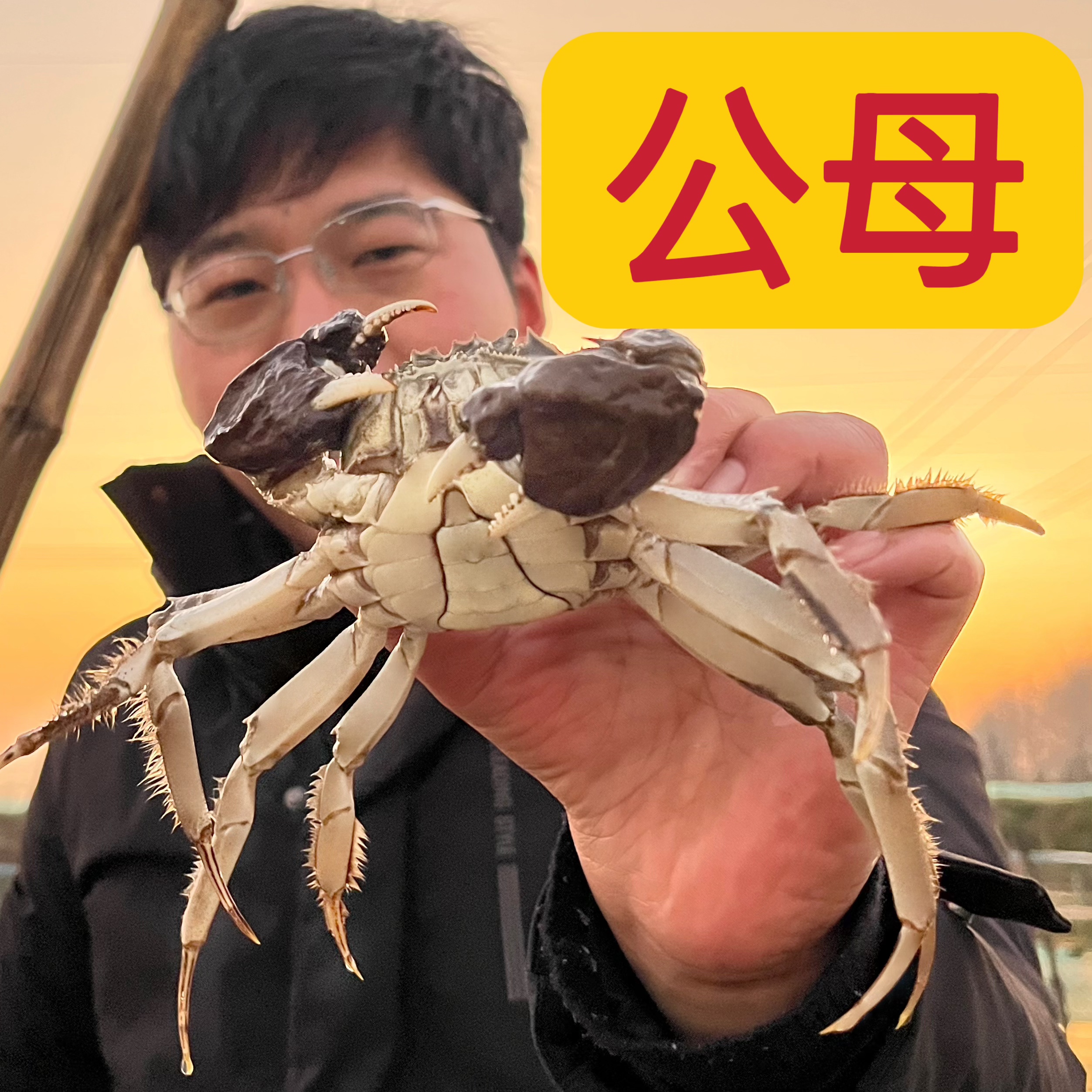 【洪泽湖活蟹】公2.5-2.2两/母2-1.7两10只螃蟹简装
