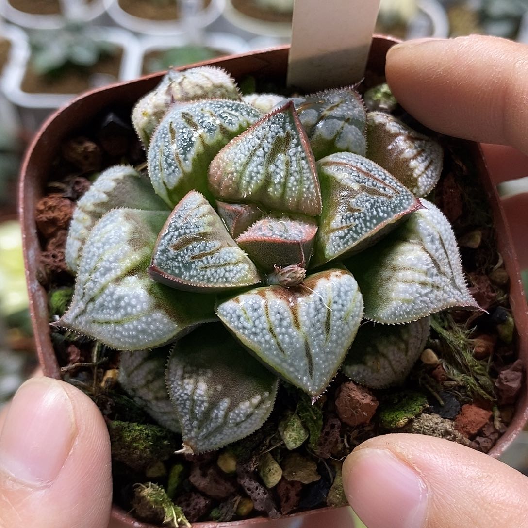 59白羊座十二多肉