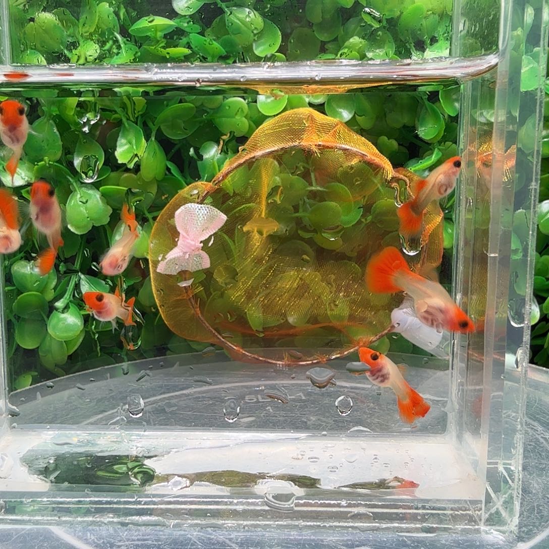 ^***兵孔雀鱼红头玻璃猫苗一缸