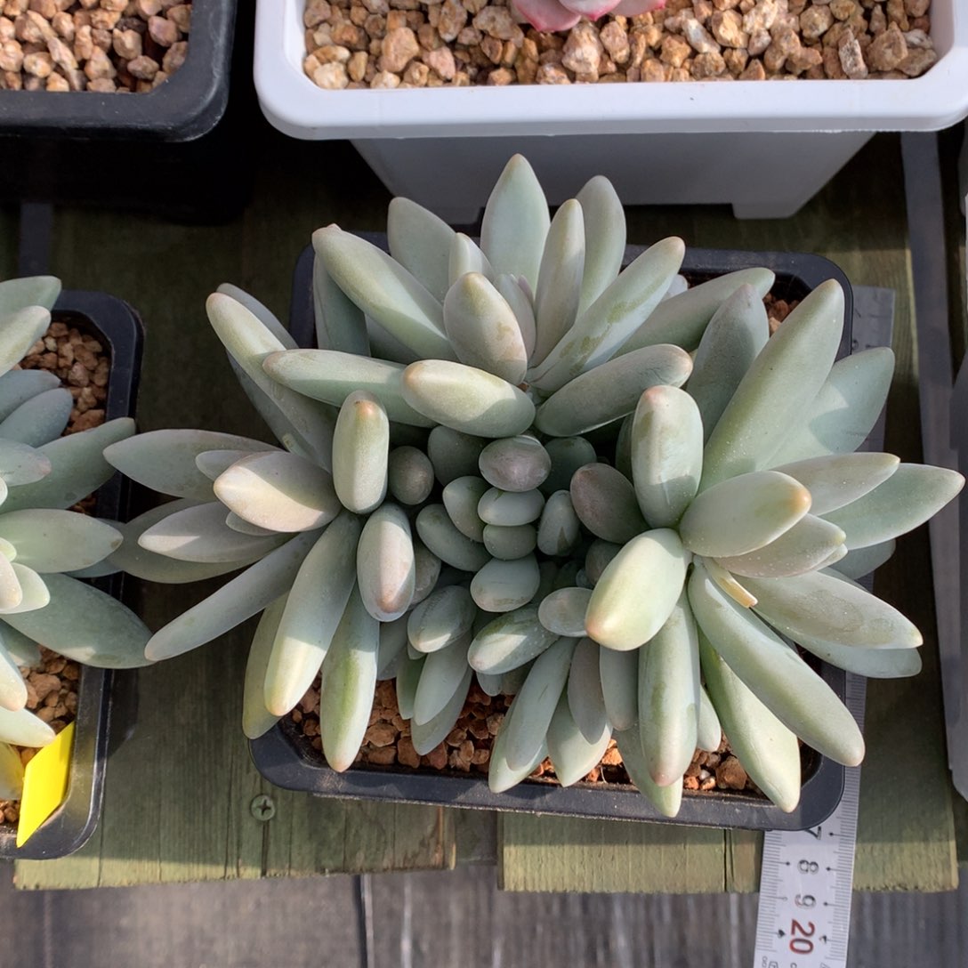 企鹅 多头 一颗  