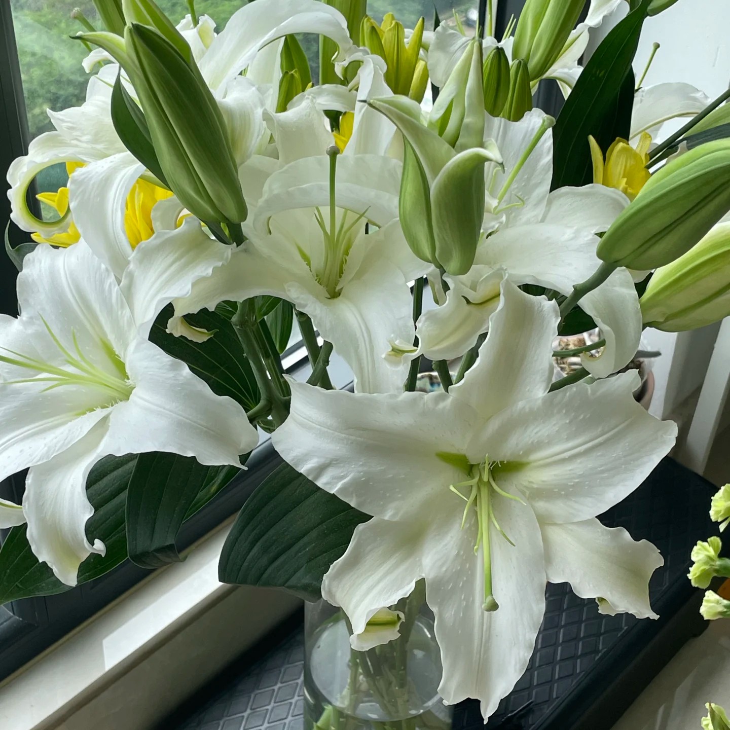 【西伯利亚 香水百合】清香百合生花苞花苞小