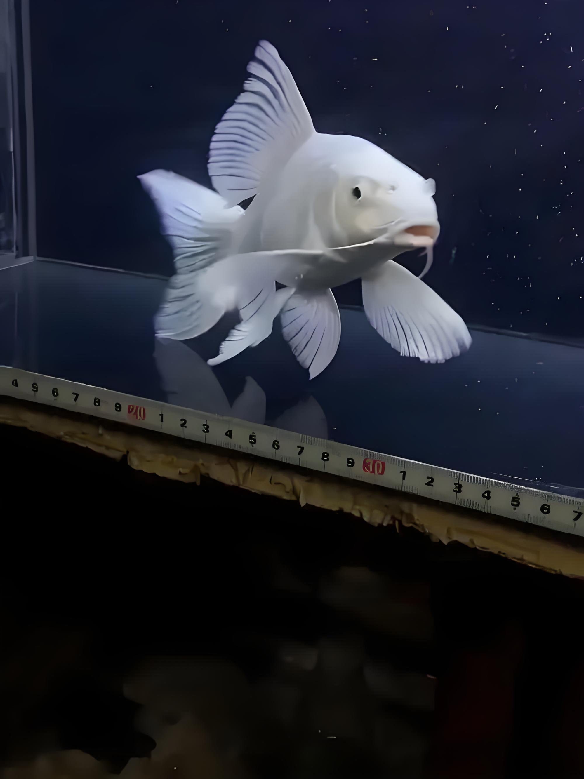 开播福利普身蝴蝶鲤