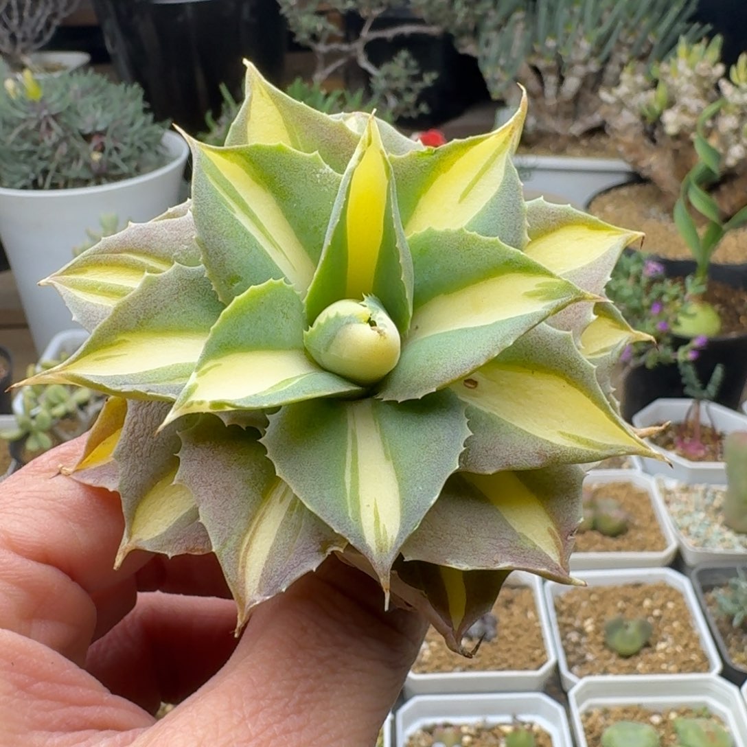 雷神黄中斑锦多肉。