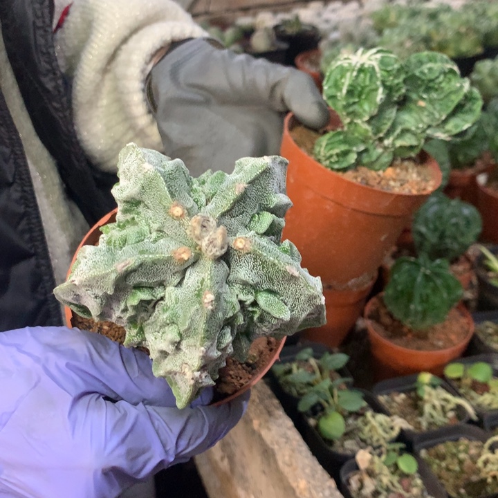 G***X核桃两棵10号。。。。。。。。