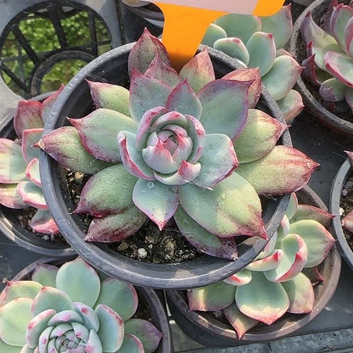 72 惊鸿仙子多肉植物6-9