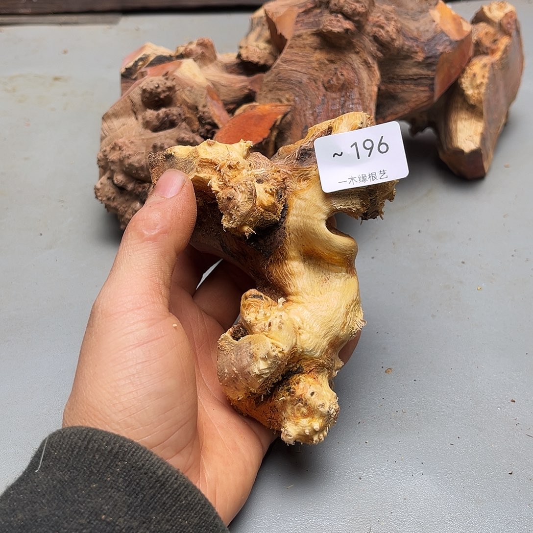 牵****无花朵           196