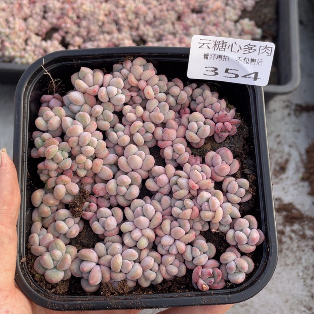 云糖心多肉植物354