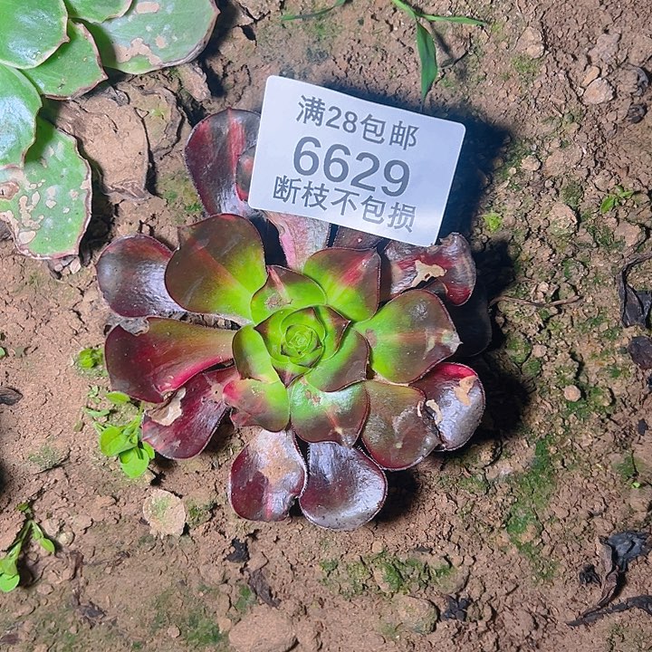 高***姐6629巫毒七彩多肉植物