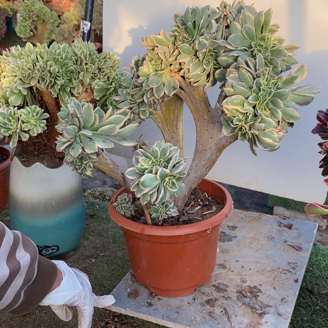 不开花植物灿烂缀化1颗多肉多肉