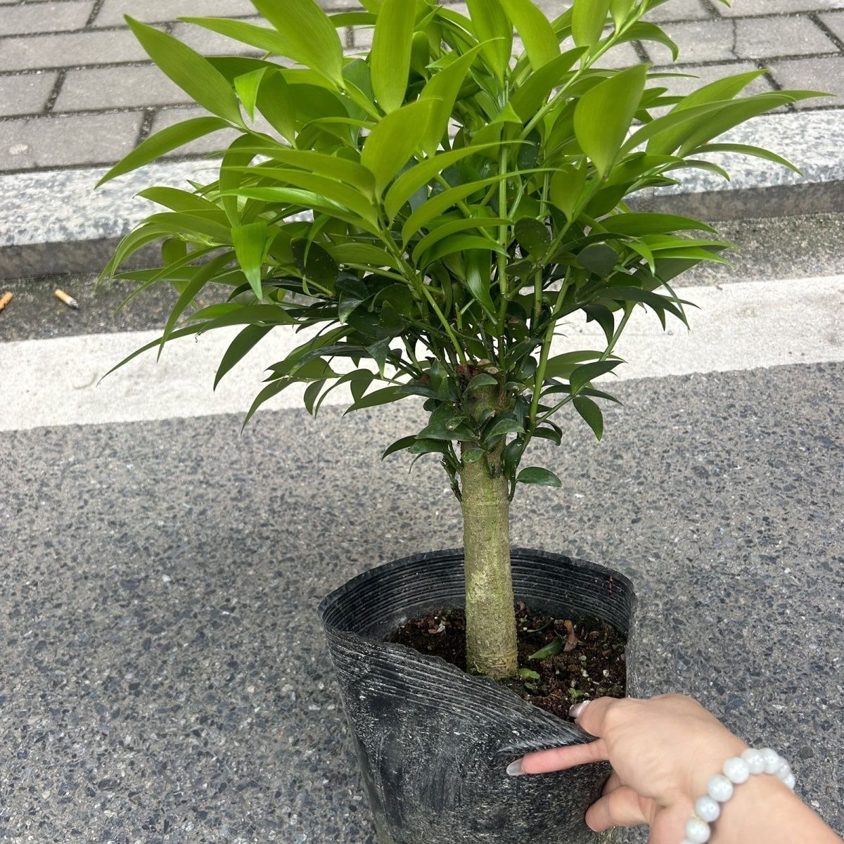 竹柏小老桩桌面阳台客厅兴旺竹四季常青室内耐寒耐热观叶植物盆栽