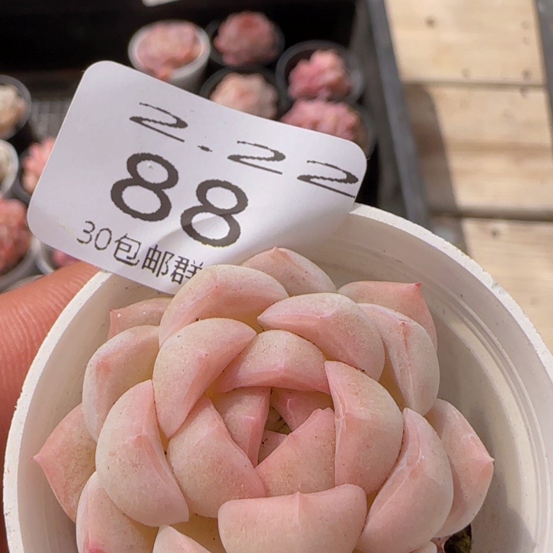 白桃汽水单头一颗