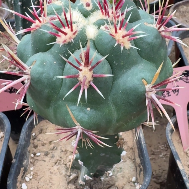 仙人球，大红鹰66666