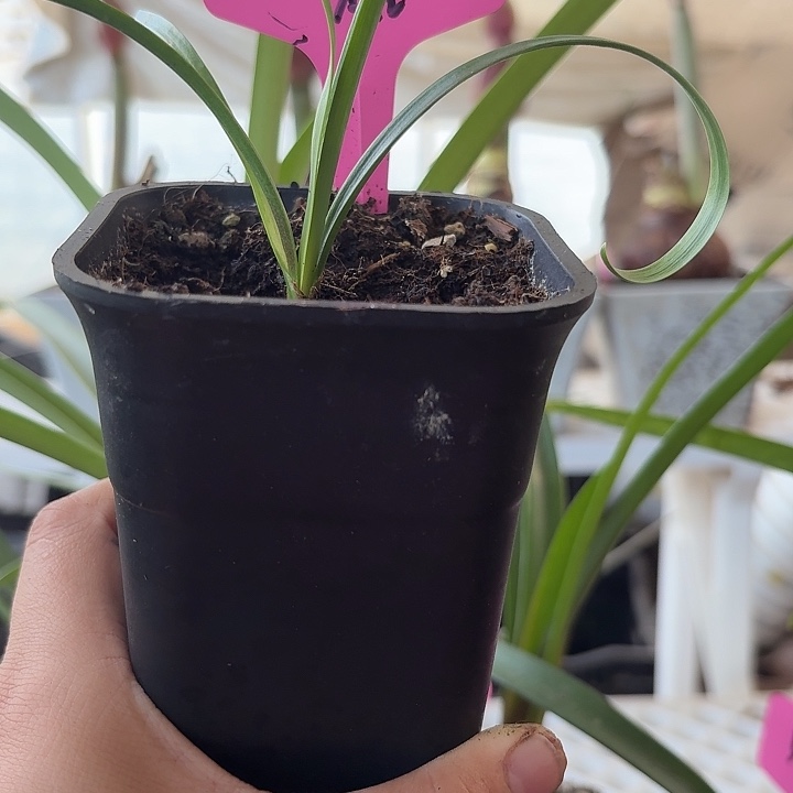 无花朵双蜻蜓朱顶红直径1-1.2