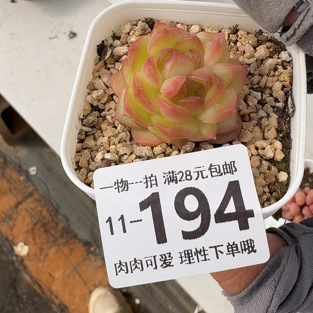 珍菲无盆土发货无盆土发货无，