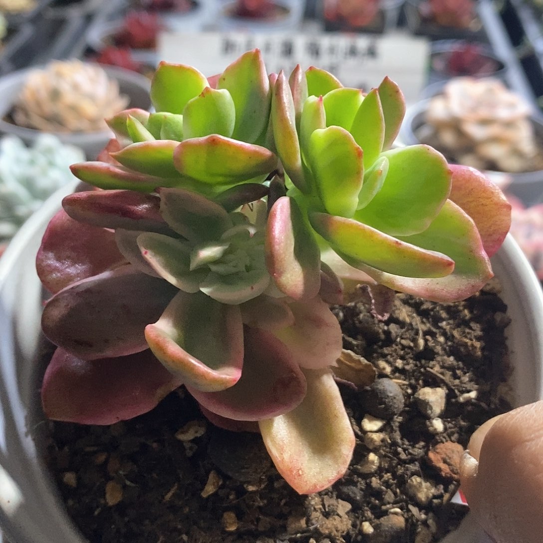 A903精美多肉红梅糊斑锦群