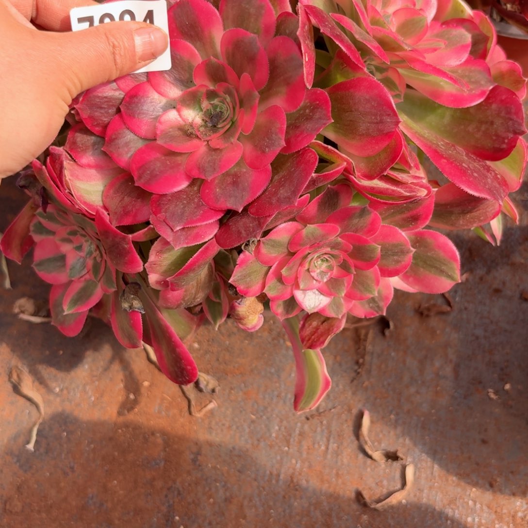 我7324 号多肉法师新年特价