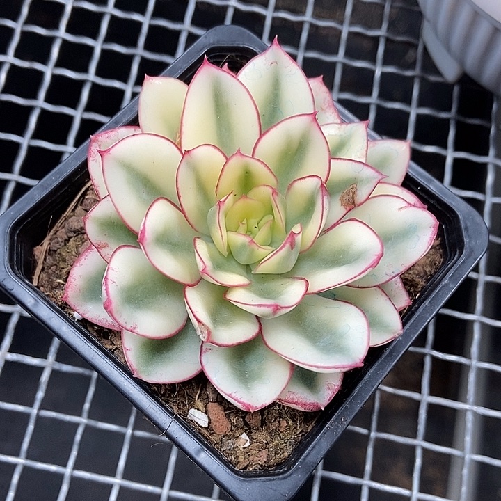 红花女王锦多肉植物
