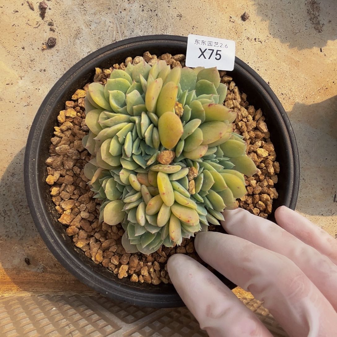 x x x x x x x x x 75