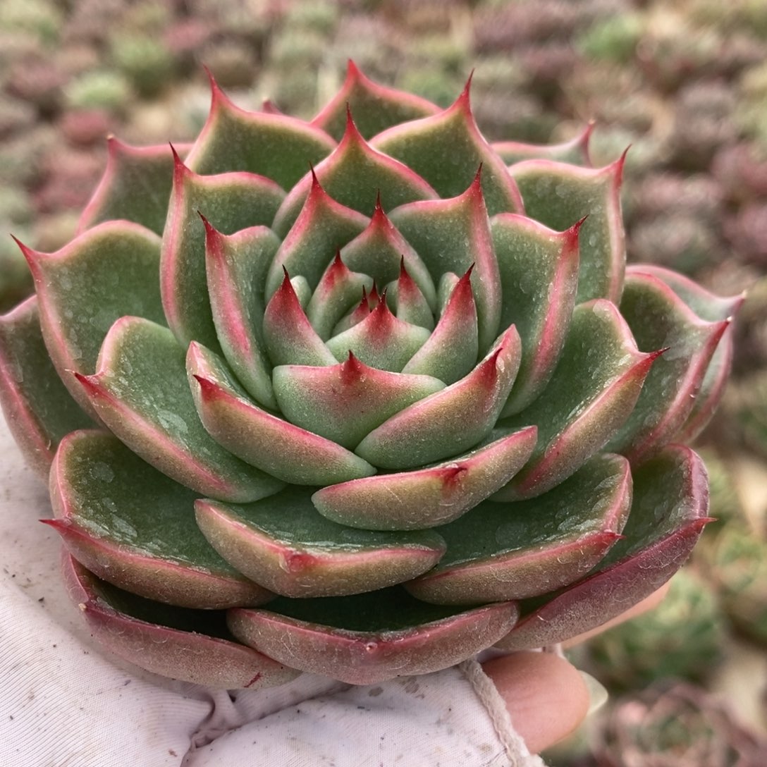 无花朵200 号东云系多肉植物