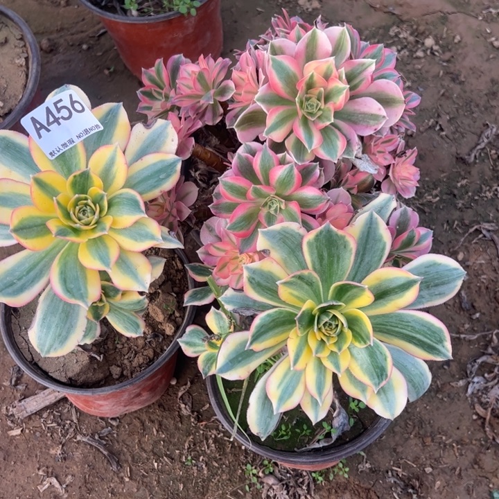 组合3颗微瑕多肉植物456.