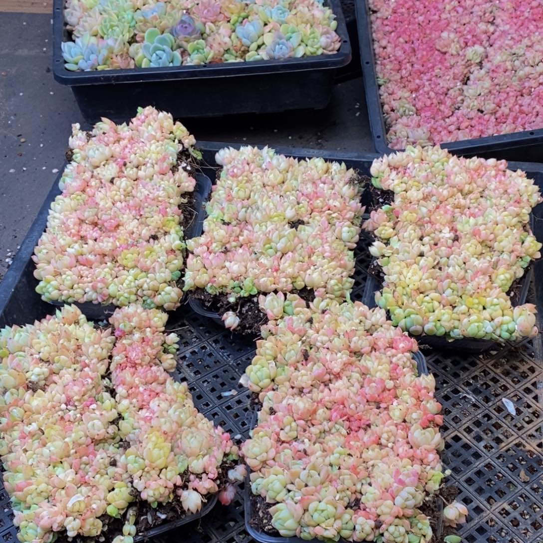 557多人在一起的时候就量拍一盒