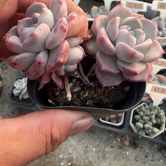 77粉斑点多肉植物多