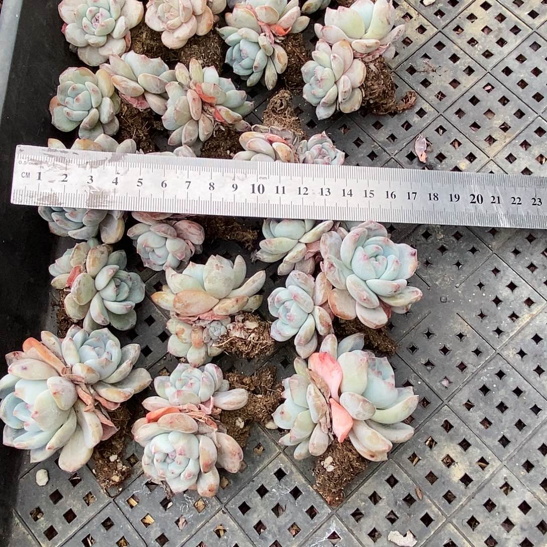 双头橙梦露凑单量拍满9.9包邮