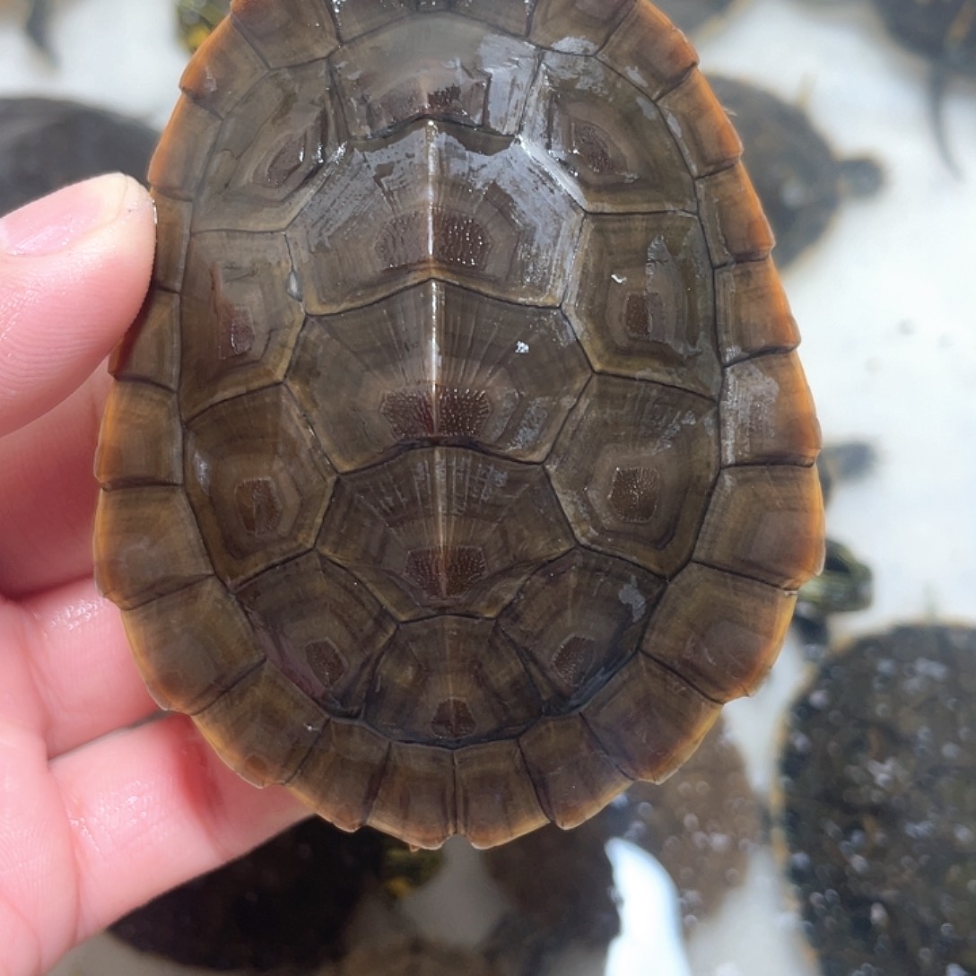 宠物龟母圆8.2-11111