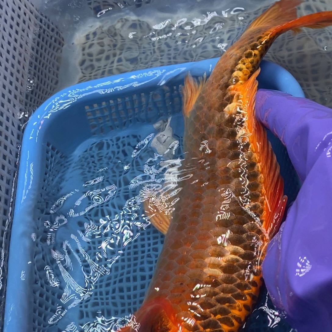 锦鲤冷水锦鲤包邮