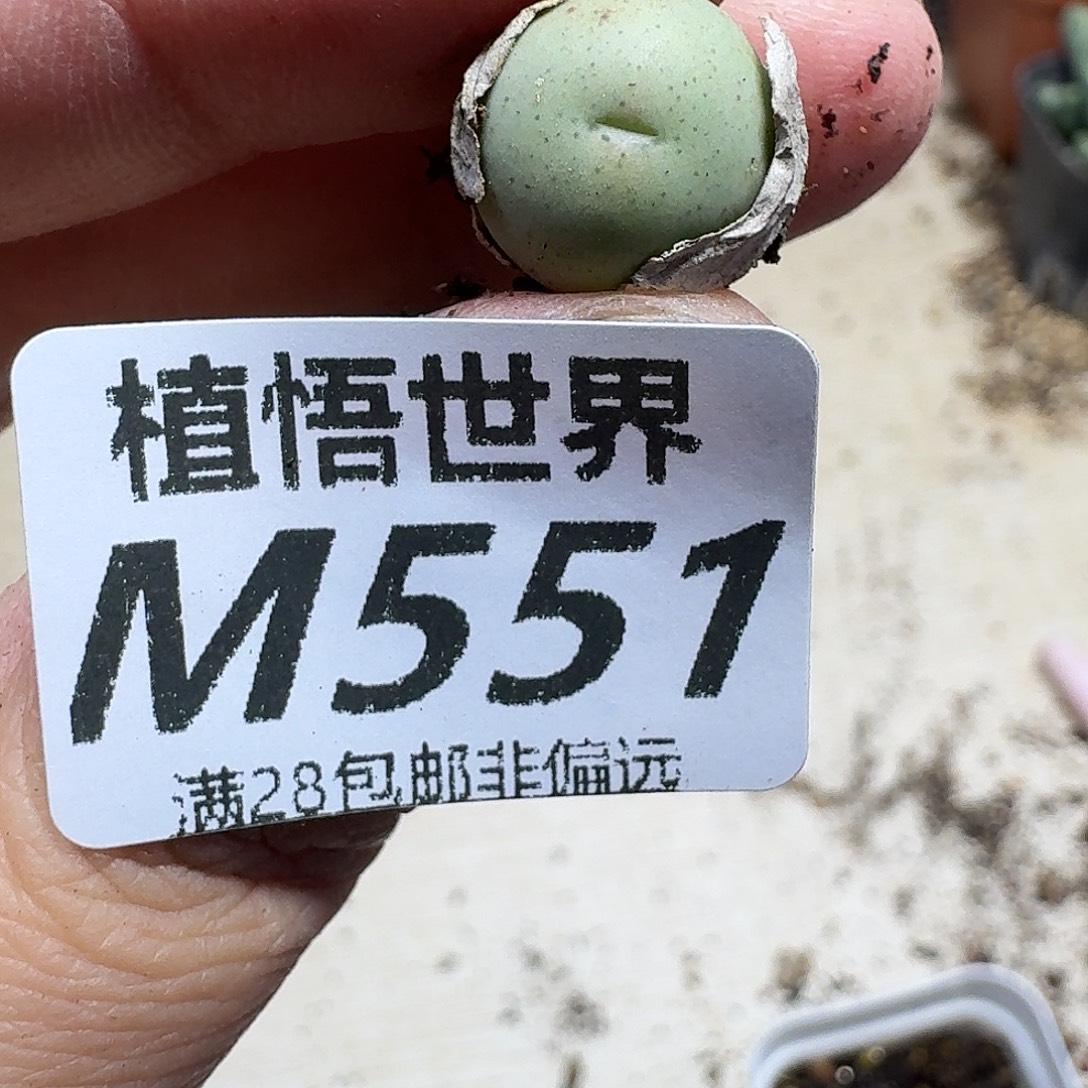 多肉植物的润泽dgbn