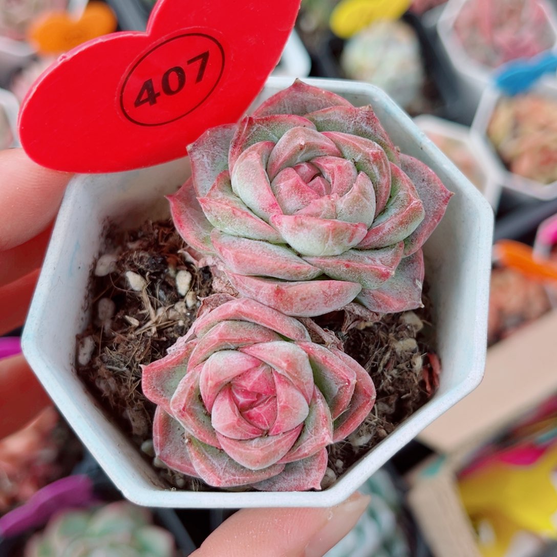 407号小老桩珍妮双头